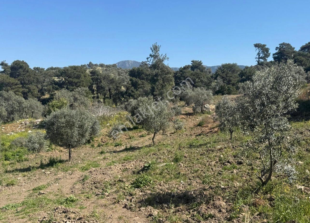 İzmir Tire Halkapınar’da Satılık Zeytin Bahçesi – Doğayla İç İçe Yatırım Fırsatı! - Görsel 6