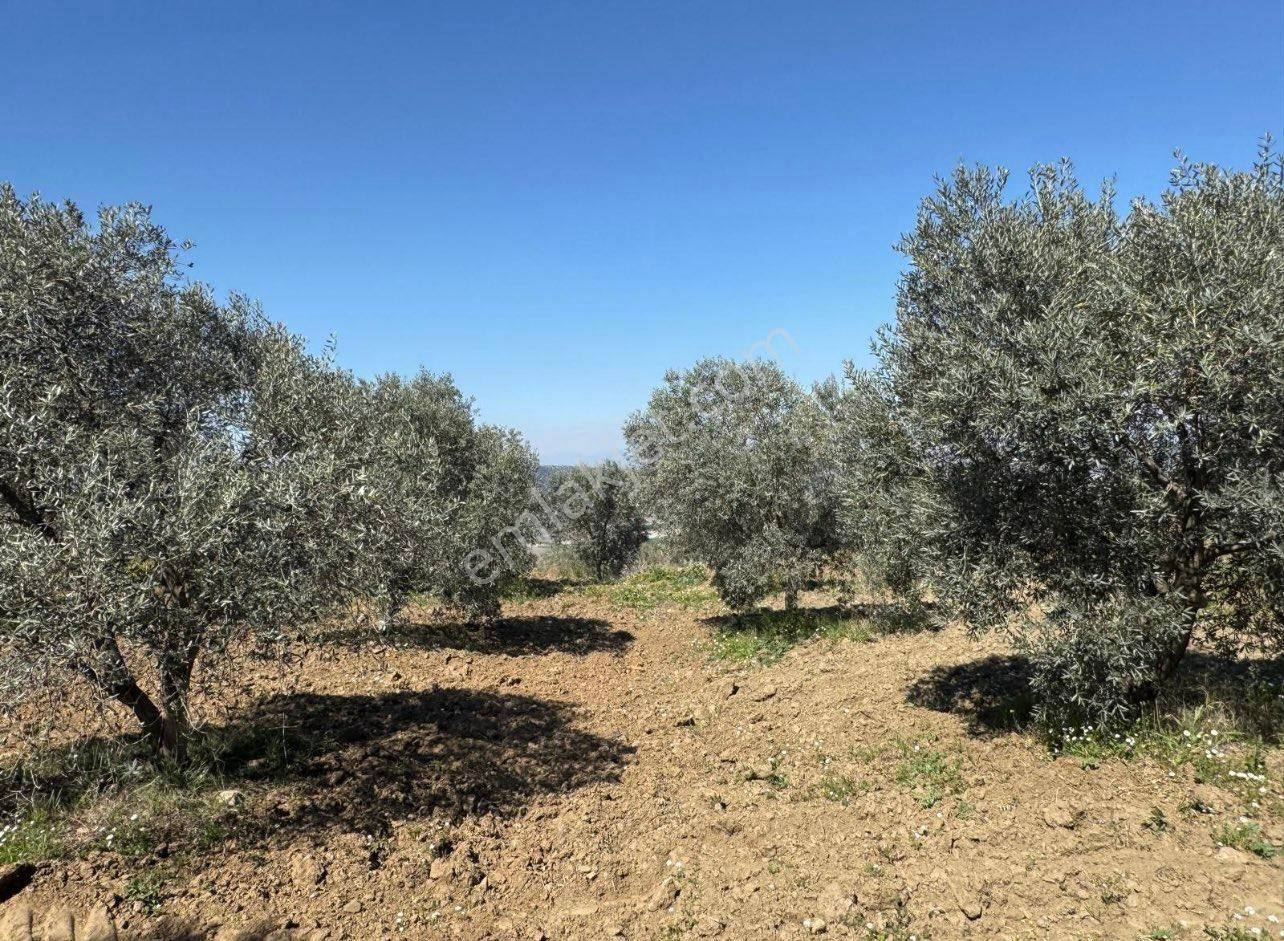 İzmir Tire Halkapınar’da Satılık Zeytin Bahçesi – Doğayla İç İçe Yatırım Fırsatı! - Görsel 5