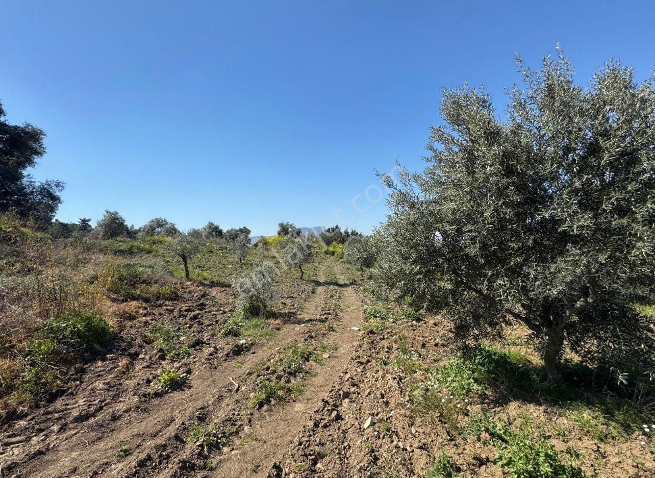İzmir Tire Halkapınar’da Satılık Zeytin Bahçesi – Doğayla İç İçe Yatırım Fırsatı! - Görsel 4