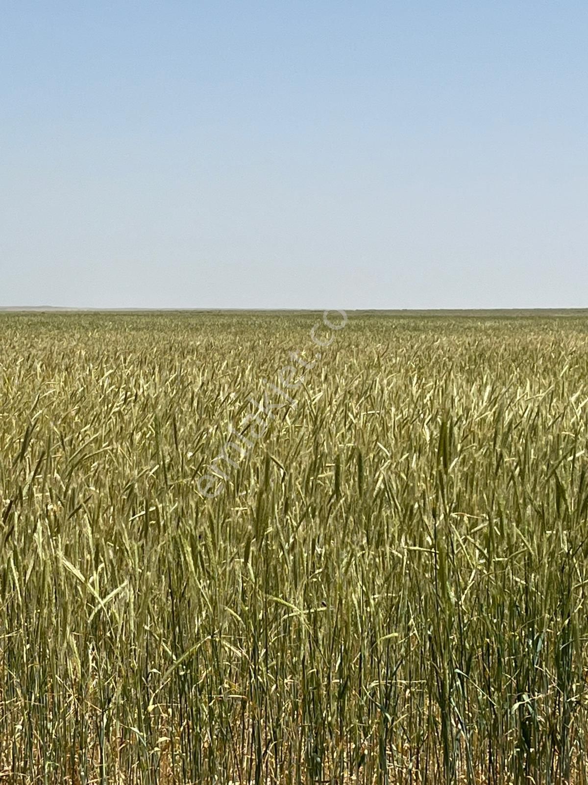 Armutlu Da 66000 M2 Satılık Tarla