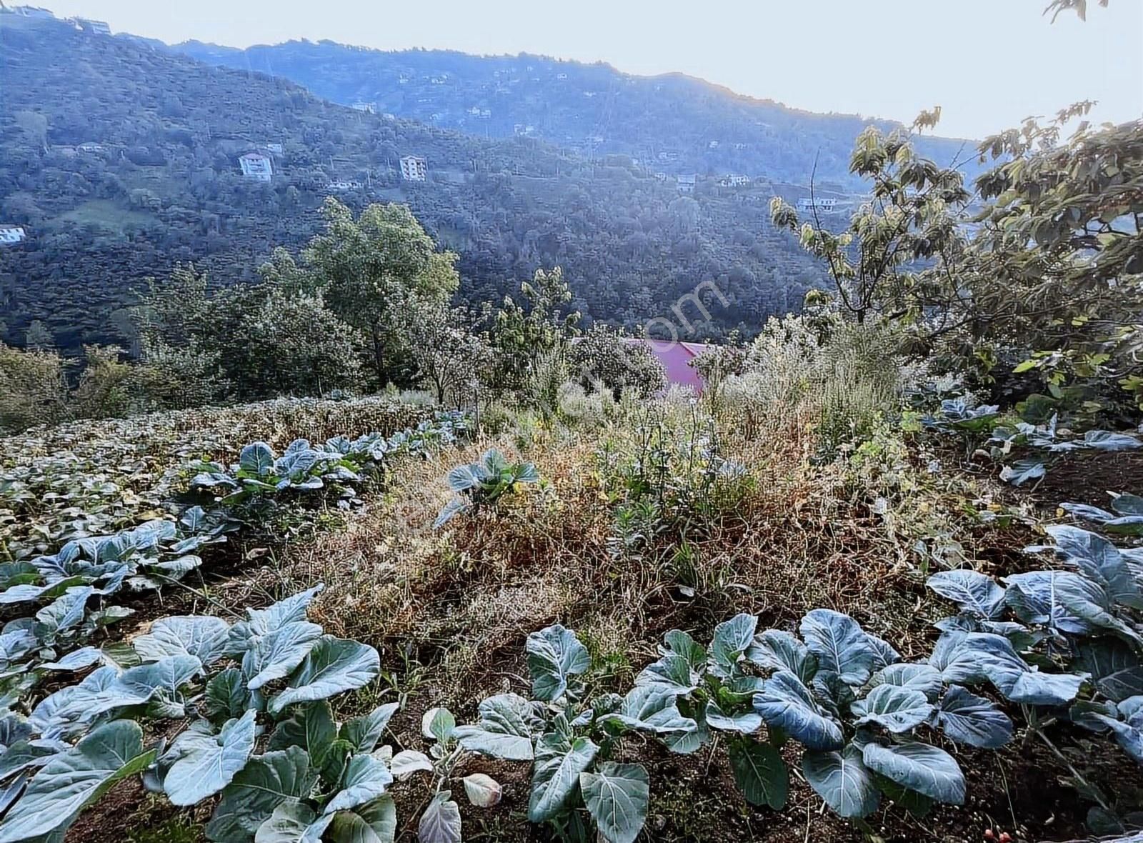 Poyraz Gayrimenkul Trabzon Akçaabat Mersinde Satılık Ev+arsa