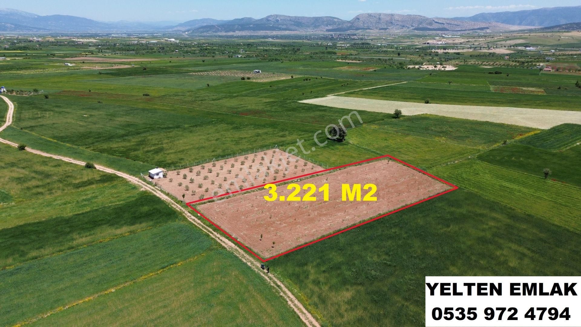 Acill Korkuteli Yeltende Yetişmiş Demir Telle Çevrili Zeytin Bahçesii