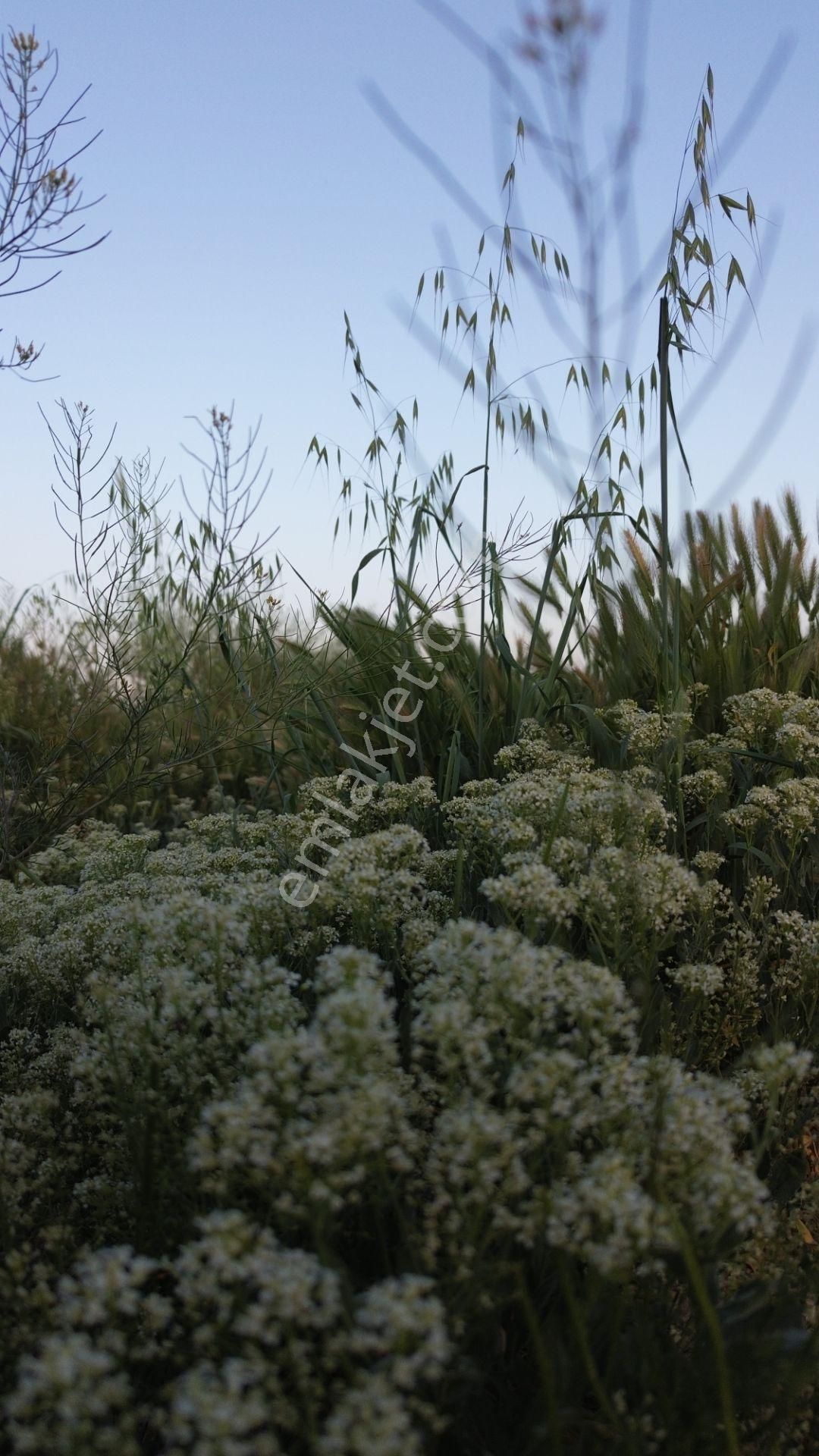 Korkuteli Yeltende Satılık 2.230 M2 Sulak Tarla Satılıktır Pazarlık Mevcut - Görsel 12