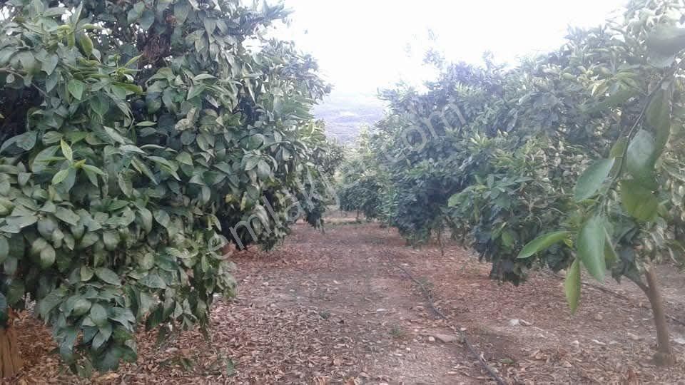 Kuşadası Davutlar Sahil Bölgesinde