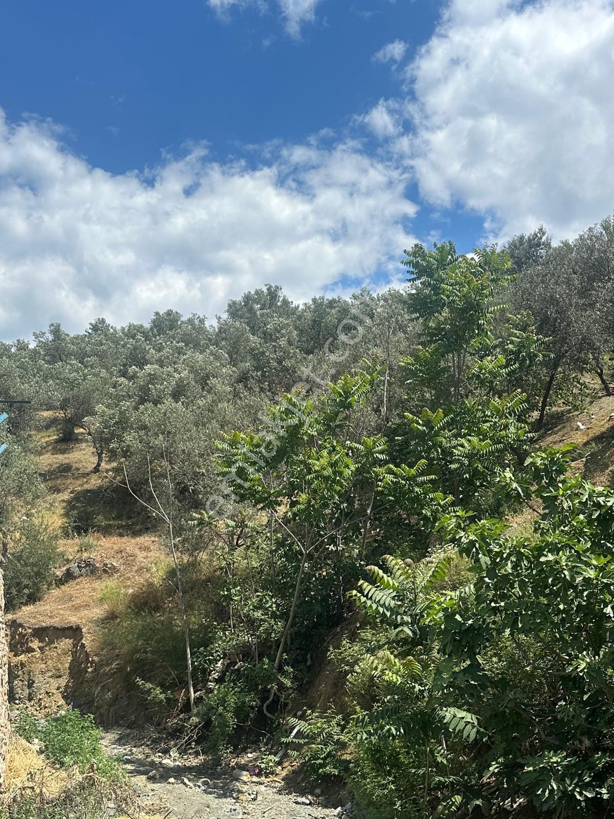Edremit Yolörende İmara Çok Yakın Satılık Zeytinlik - Görsel 2