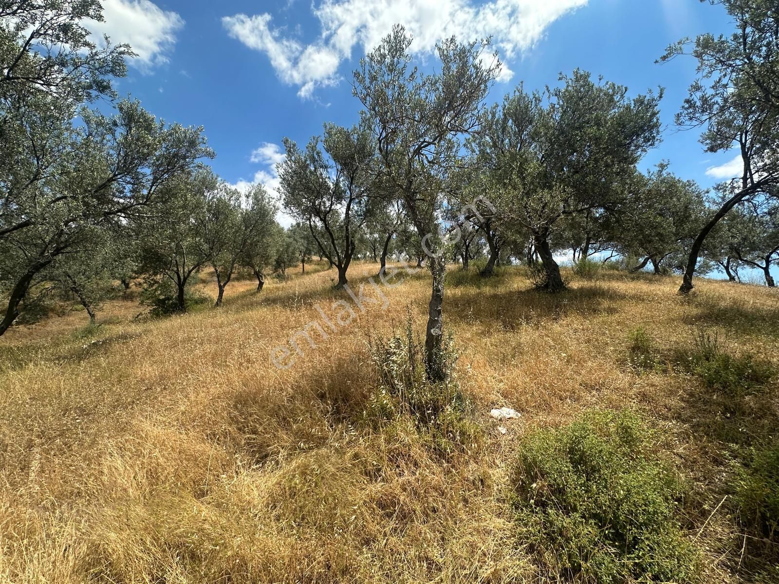 Edremit Yolörende İmara Çok Yakın Satılık Zeytinlik - Görsel 8