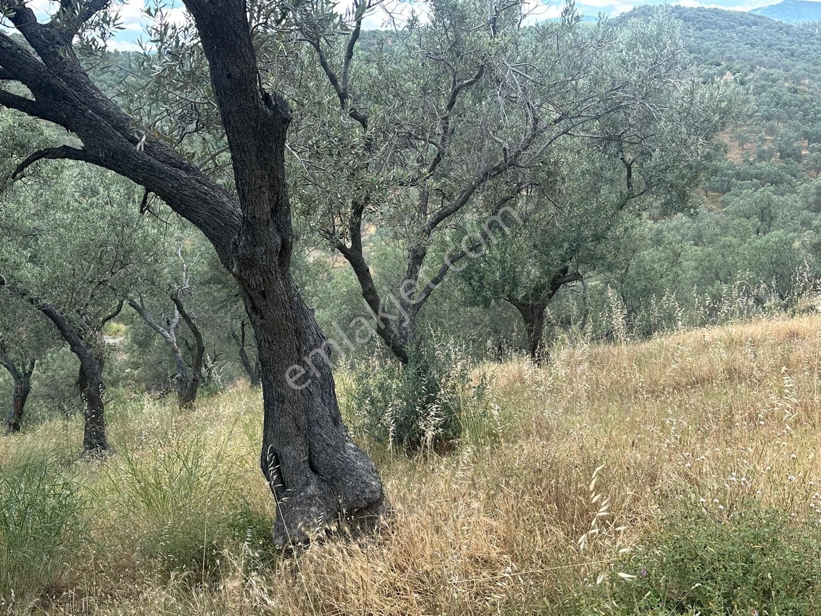 Edremit Yolörende İmara Çok Yakın Satılık Zeytinlik - Görsel 15