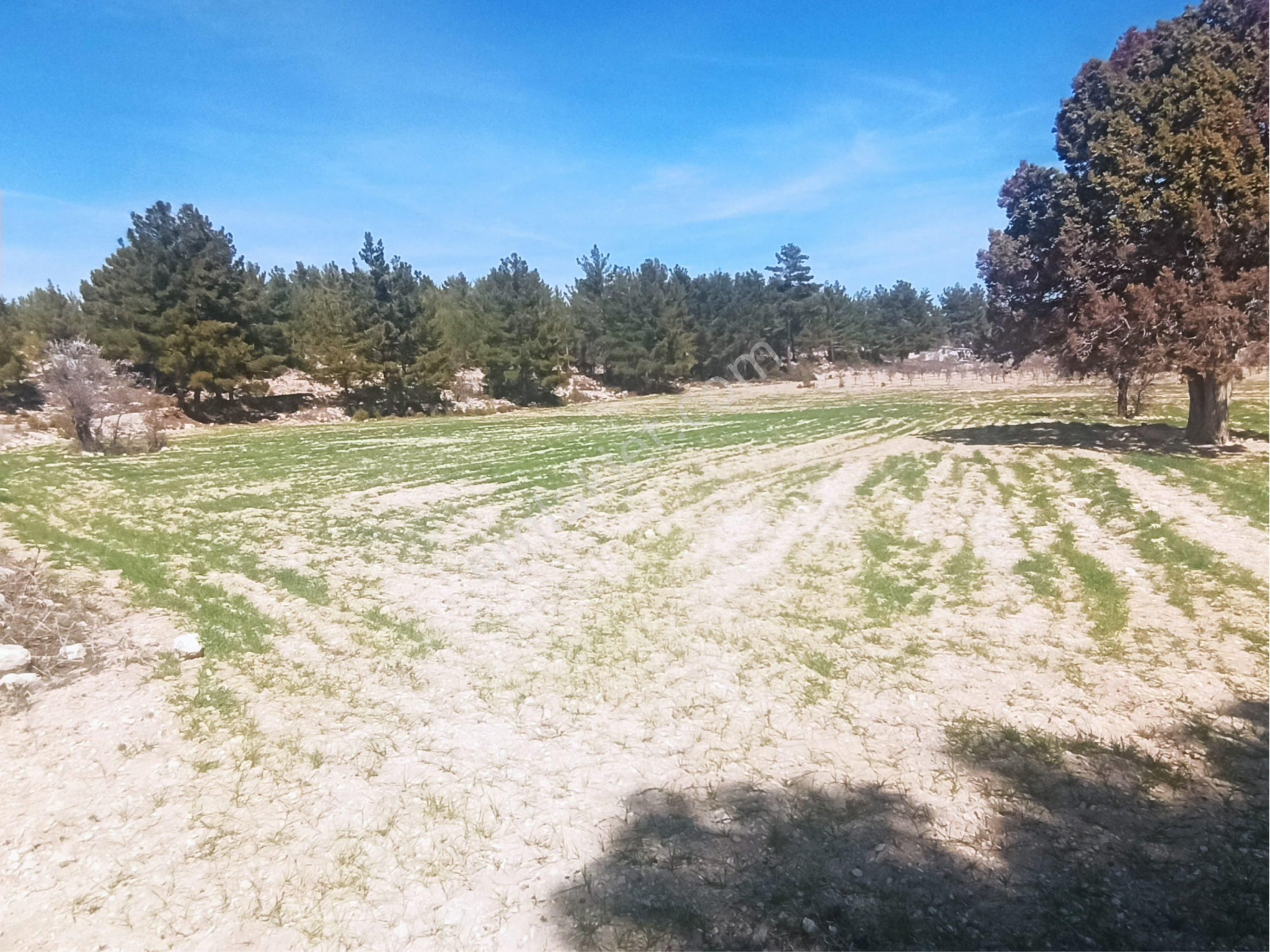 Sabak Mahallesinde 12.800 M2 Tarla - Görsel 8