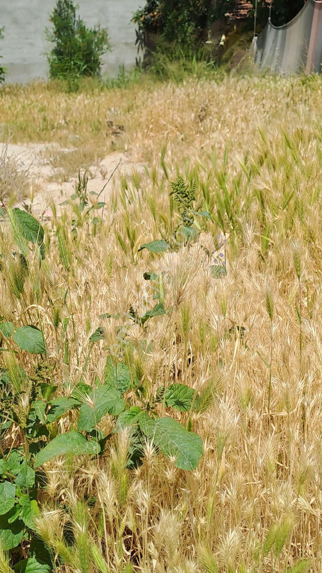 Denizli Honaz Kaklık Mahallesinde Mükemmel Arsa