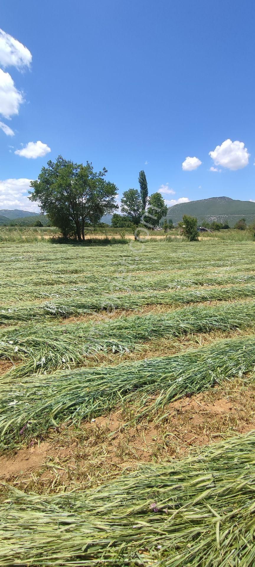 Burdur Ağlasun Hisarköy' De Kadastro Yolu Sulama Suyu Olan Satılık Hobi Bahçe