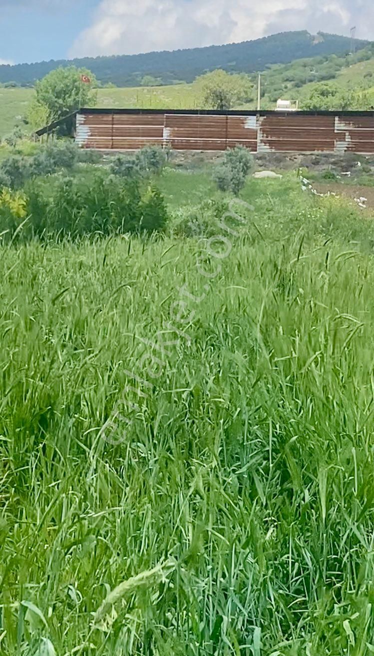 Tire Derebaşı Satılık Zeytinlik - Görsel 3