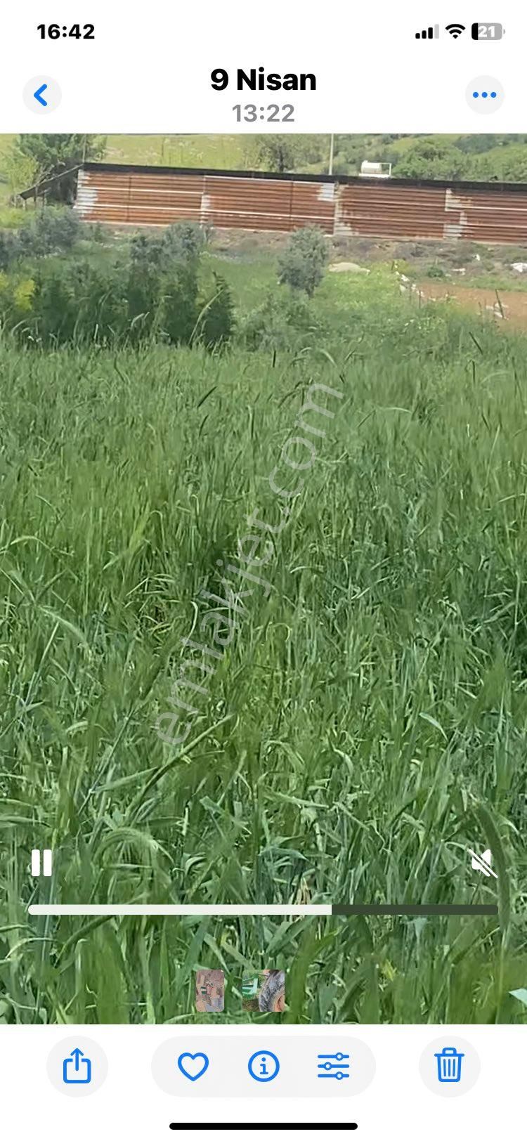 Tire Derebaşı Satılık Zeytinlik - Görsel 4