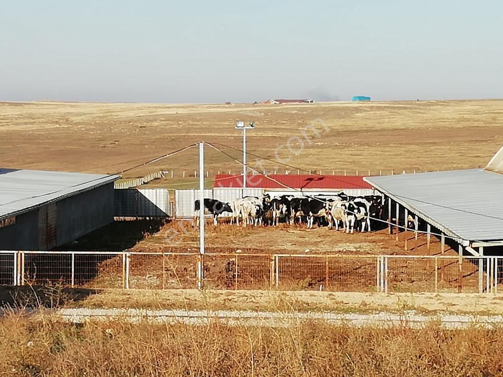 Kırklareli Kayalı Köyü 72.500 M2 Ruhsatlı Çiftlik