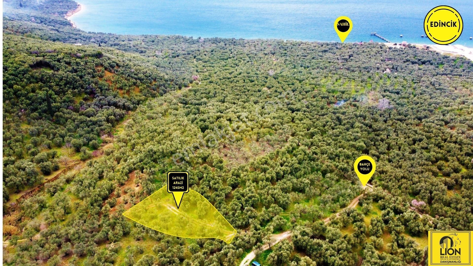 Bandırma Edincik'de Doğa İle İç İçe Satılık 1.245m² Zeytinlik