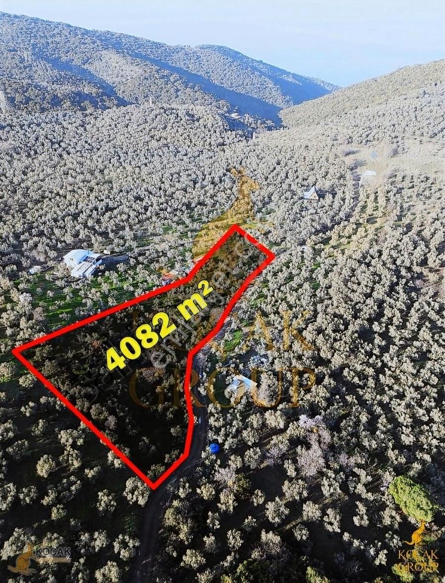 Koçak Group'tan Kumyaka'da Yola Cephe Bakımlı Zeytinlik