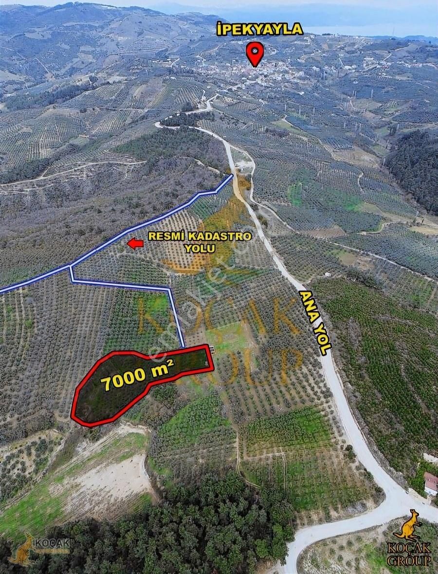 Koçak Group'dan Dereköyde'de Bakımlı Zeytinlik