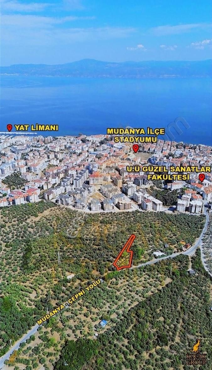 Halitpaşa'da İmar Sınırı Deniz Manzaralı Zeytinlik