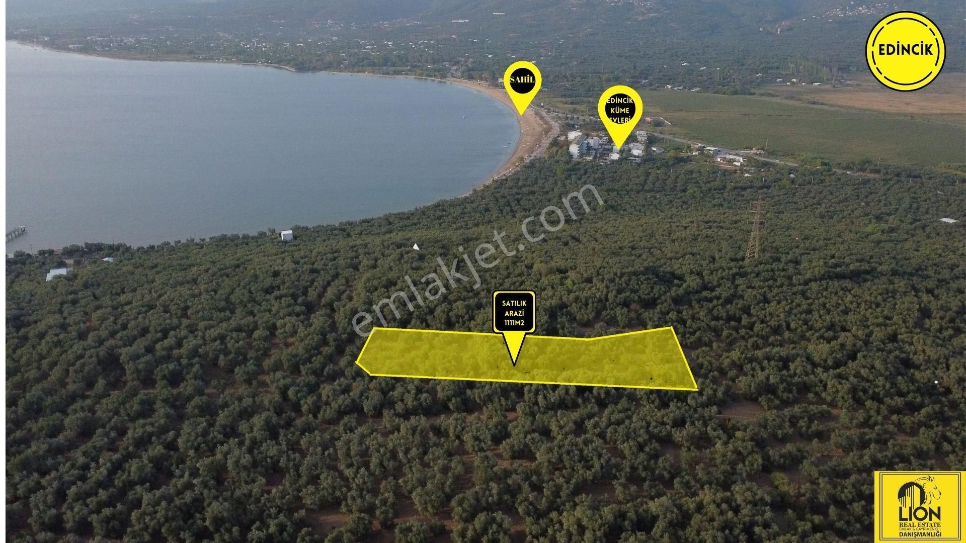 Edincik'de İçerisinde Yetişkin Zeytin Ağaçları Bulunan 1.111m² Satılık Zeytinlik