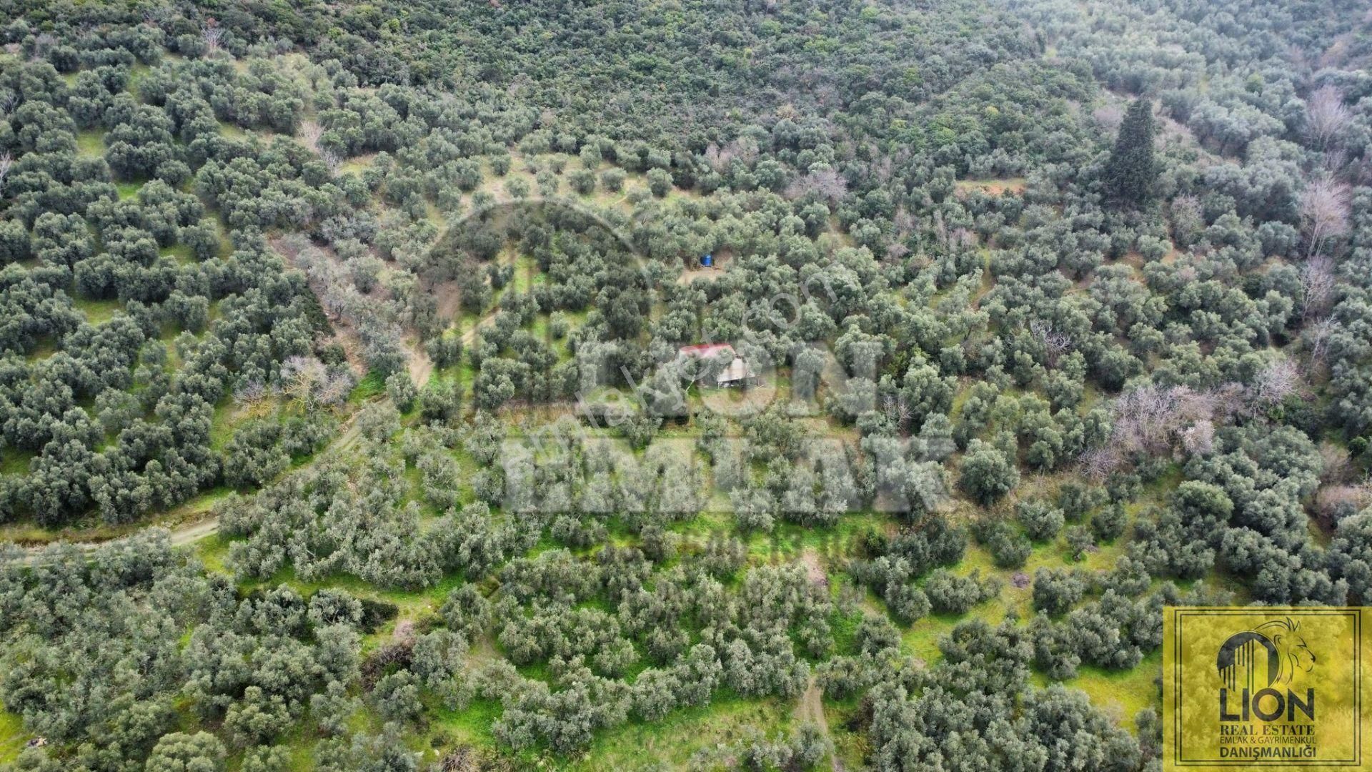 🟨⬛lıon Emlak'tan Edincik'de İçerisinde 1+1 Ev Bulunan 1.259m² Satılık Zeytinlik⬛🟨 - Görsel 5