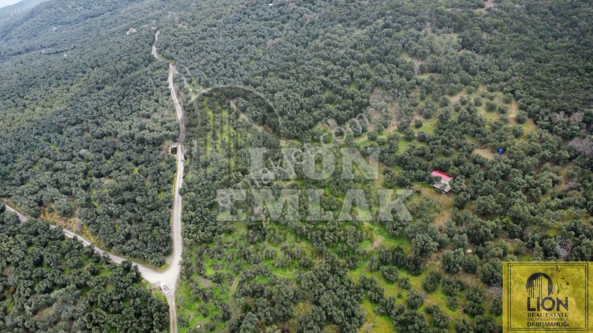 🟨⬛lıon Emlak'tan Edincik'de İçerisinde 1+1 Ev Bulunan 1.259m² Satılık Zeytinlik⬛🟨 - Görsel 4