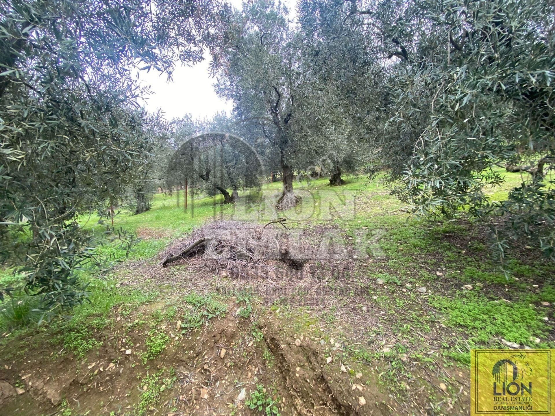 🟨⬛lıon Emlak'tan Edincik'de İçerisinde 1+1 Ev Bulunan 1.259m² Satılık Zeytinlik⬛🟨 - Görsel 29