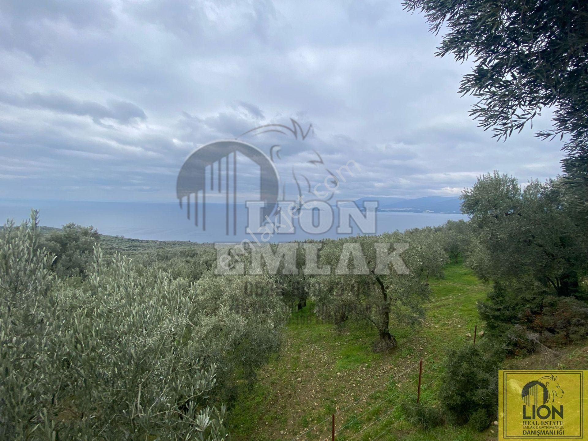 🟨⬛lıon Emlak'tan Edincik'de İçerisinde 1+1 Ev Bulunan 1.259m² Satılık Zeytinlik⬛🟨 - Görsel 33