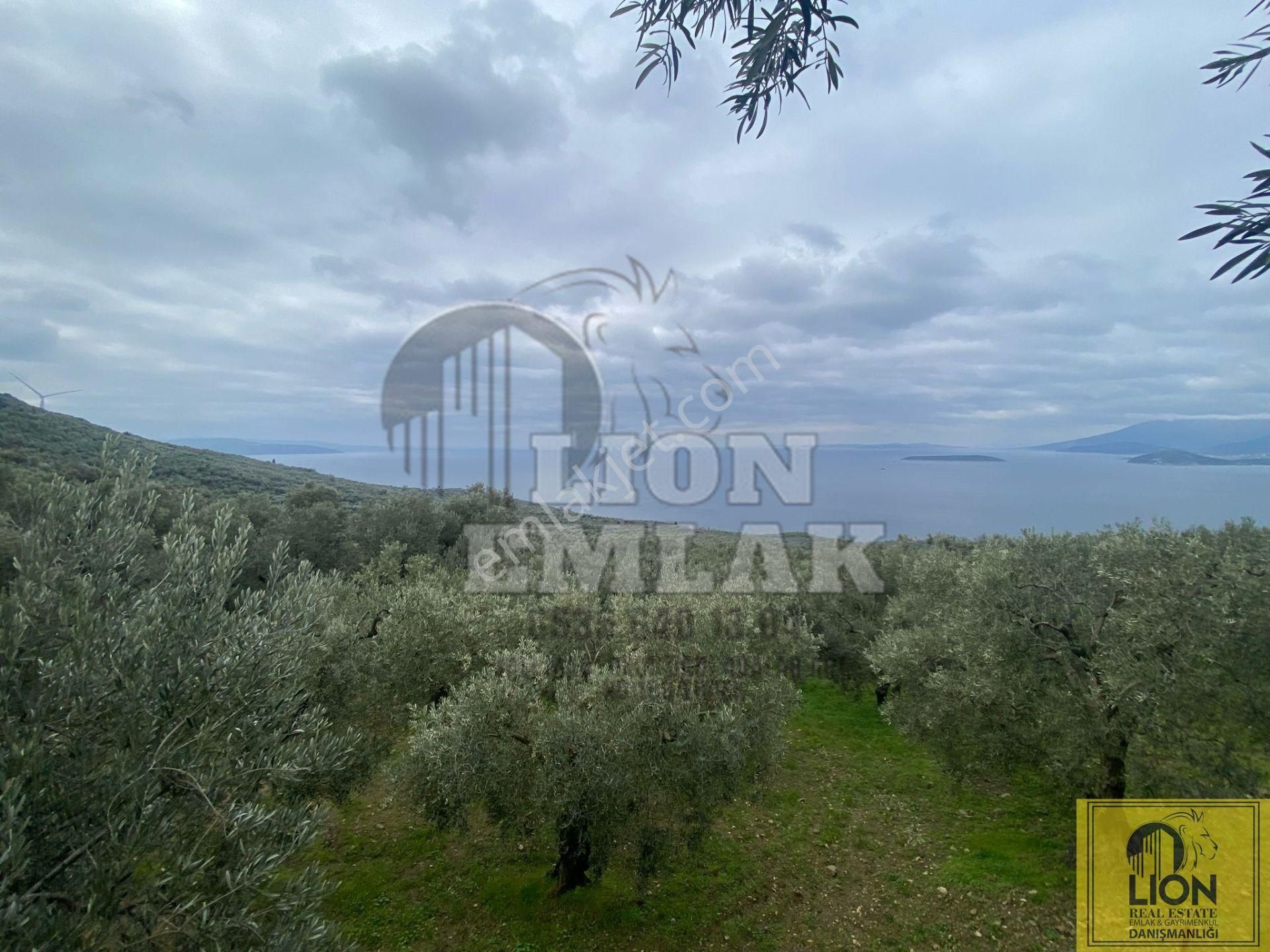🟨⬛lıon Emlak'tan Edincik'de İçerisinde 1+1 Ev Bulunan 1.259m² Satılık Zeytinlik⬛🟨 - Görsel 34