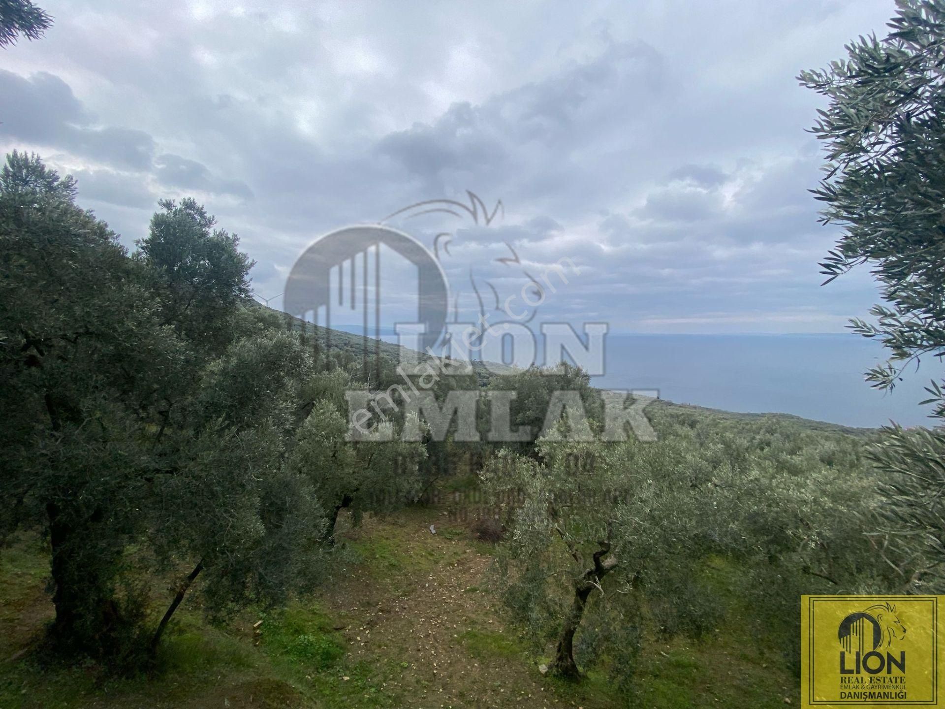 🟨⬛lıon Emlak'tan Edincik'de İçerisinde 1+1 Ev Bulunan 1.259m² Satılık Zeytinlik⬛🟨 - Görsel 28