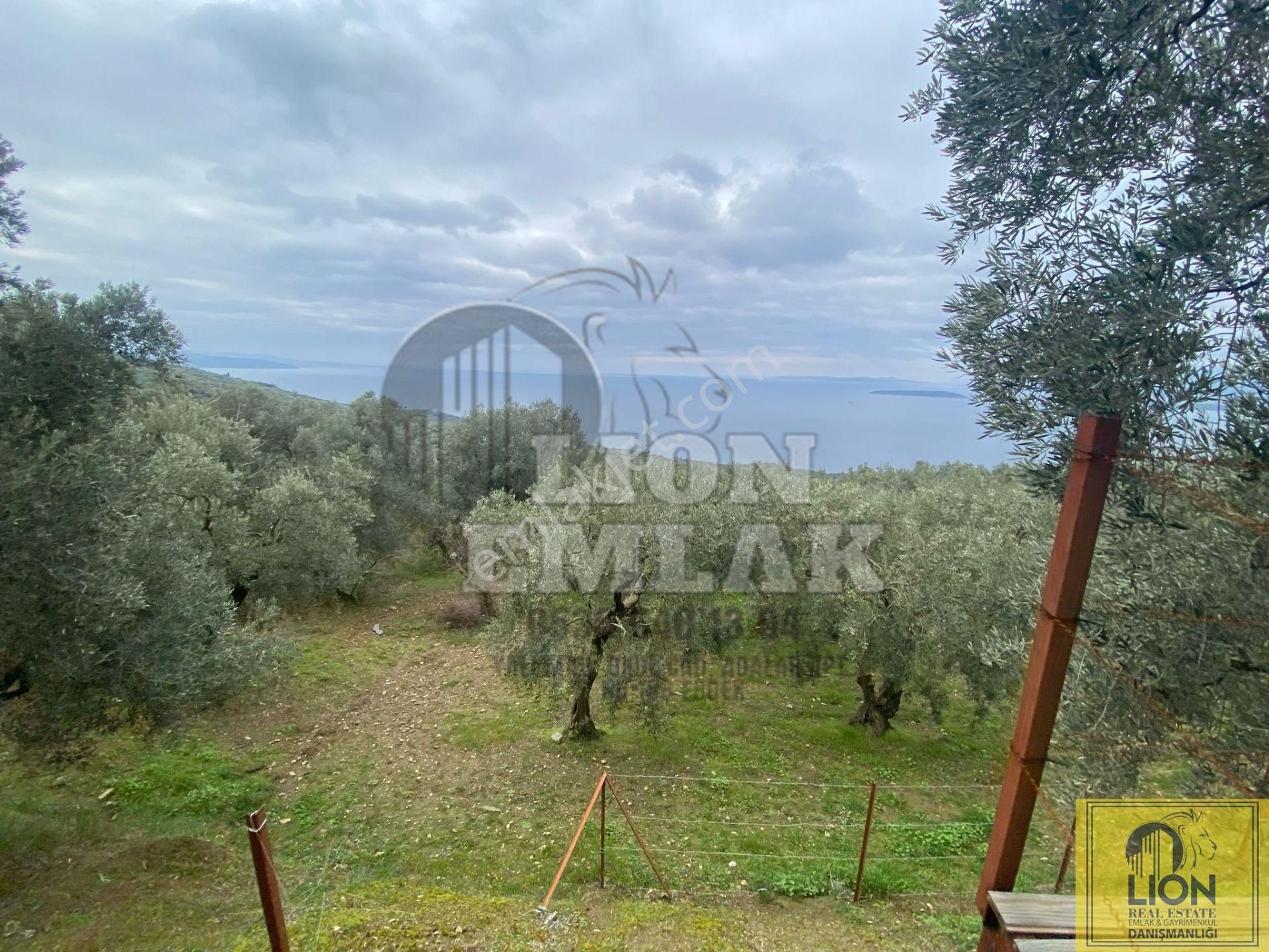 🟨⬛lıon Emlak'tan Edincik'de İçerisinde 1+1 Ev Bulunan 1.259m² Satılık Zeytinlik⬛🟨 - Görsel 27