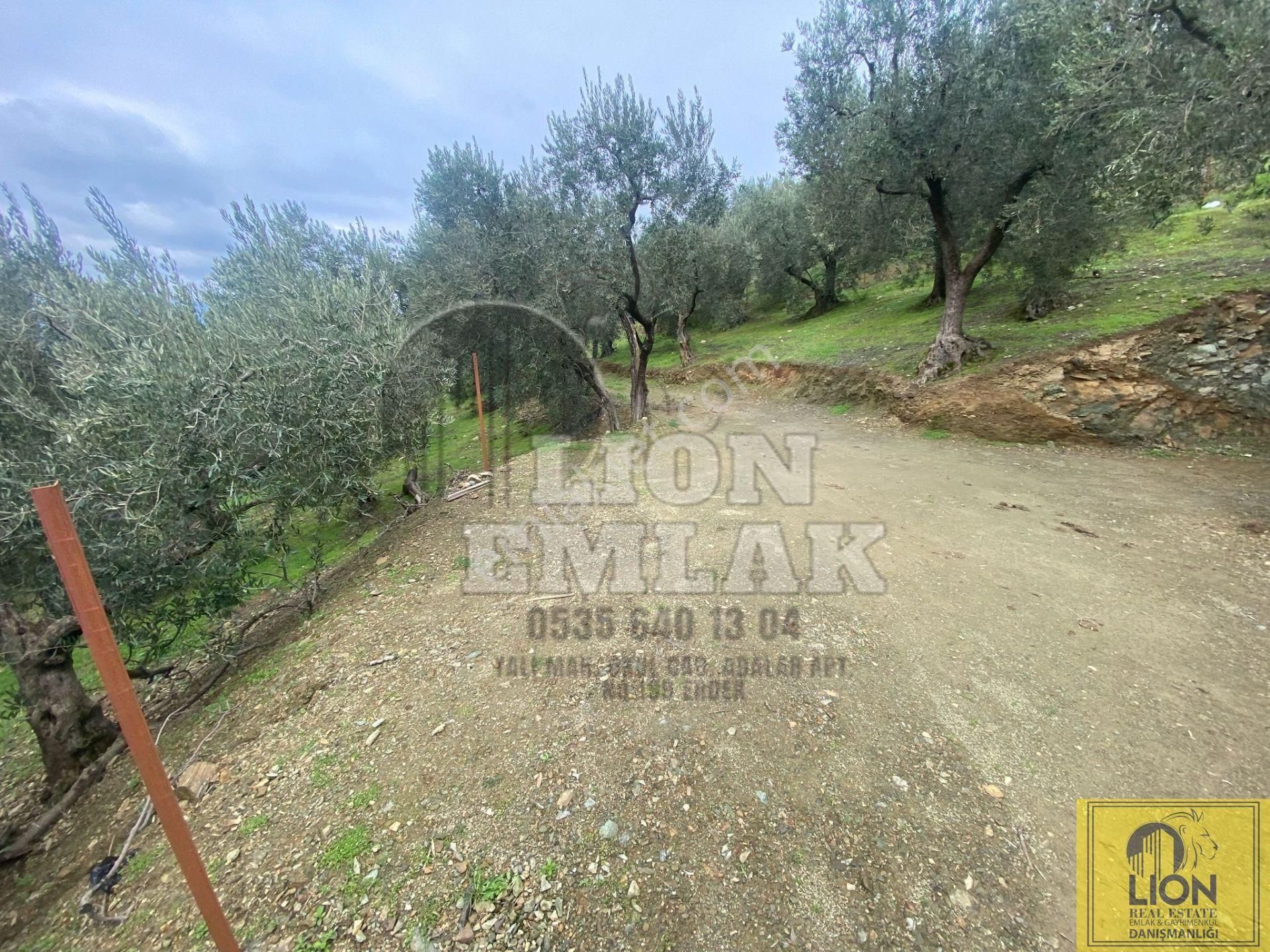 🟨⬛lıon Emlak'tan Edincik'de İçerisinde 1+1 Ev Bulunan 1.259m² Satılık Zeytinlik⬛🟨 - Görsel 16