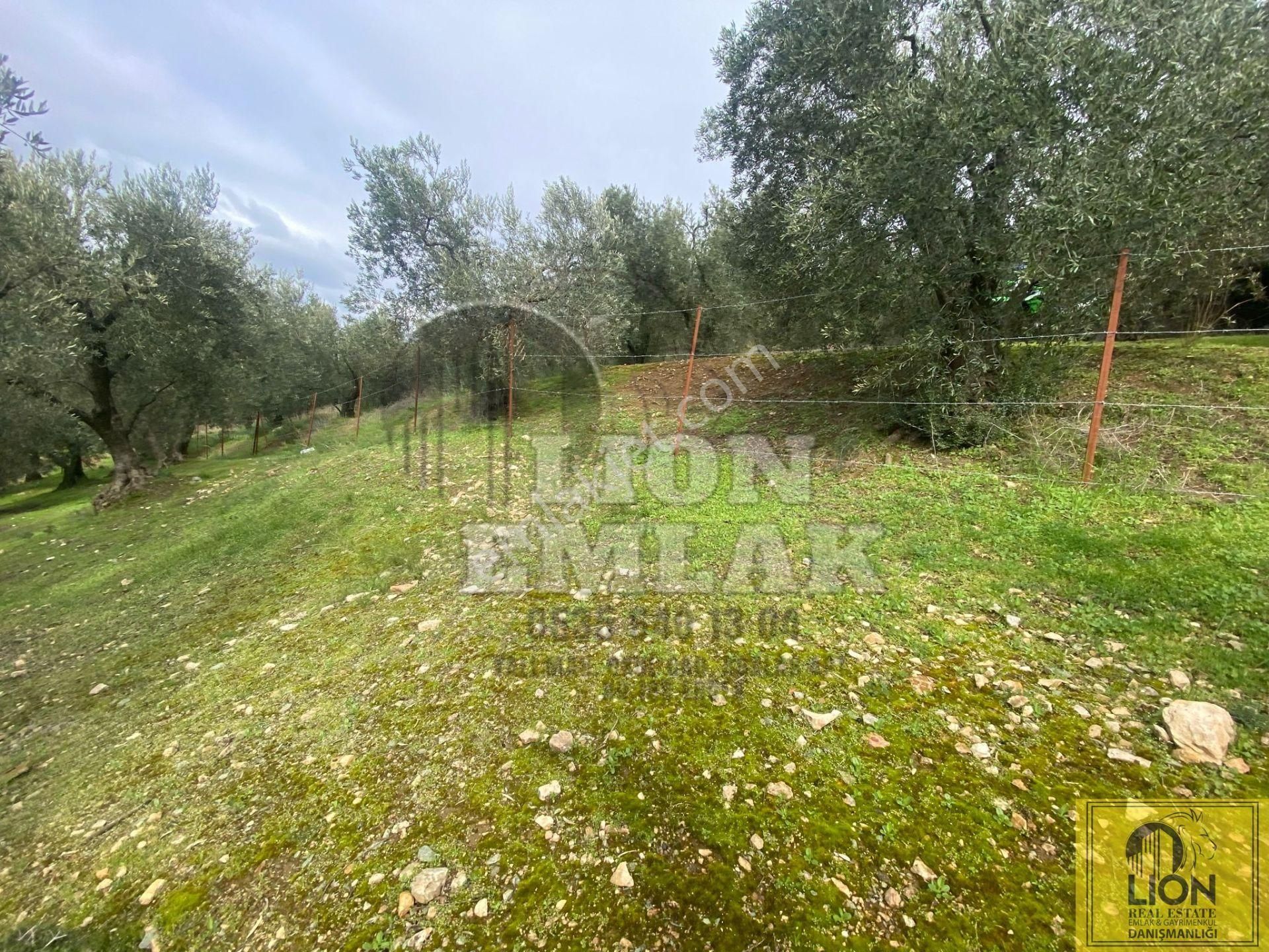 🟨⬛lıon Emlak'tan Edincik'de İçerisinde 1+1 Ev Bulunan 1.259m² Satılık Zeytinlik⬛🟨 - Görsel 24