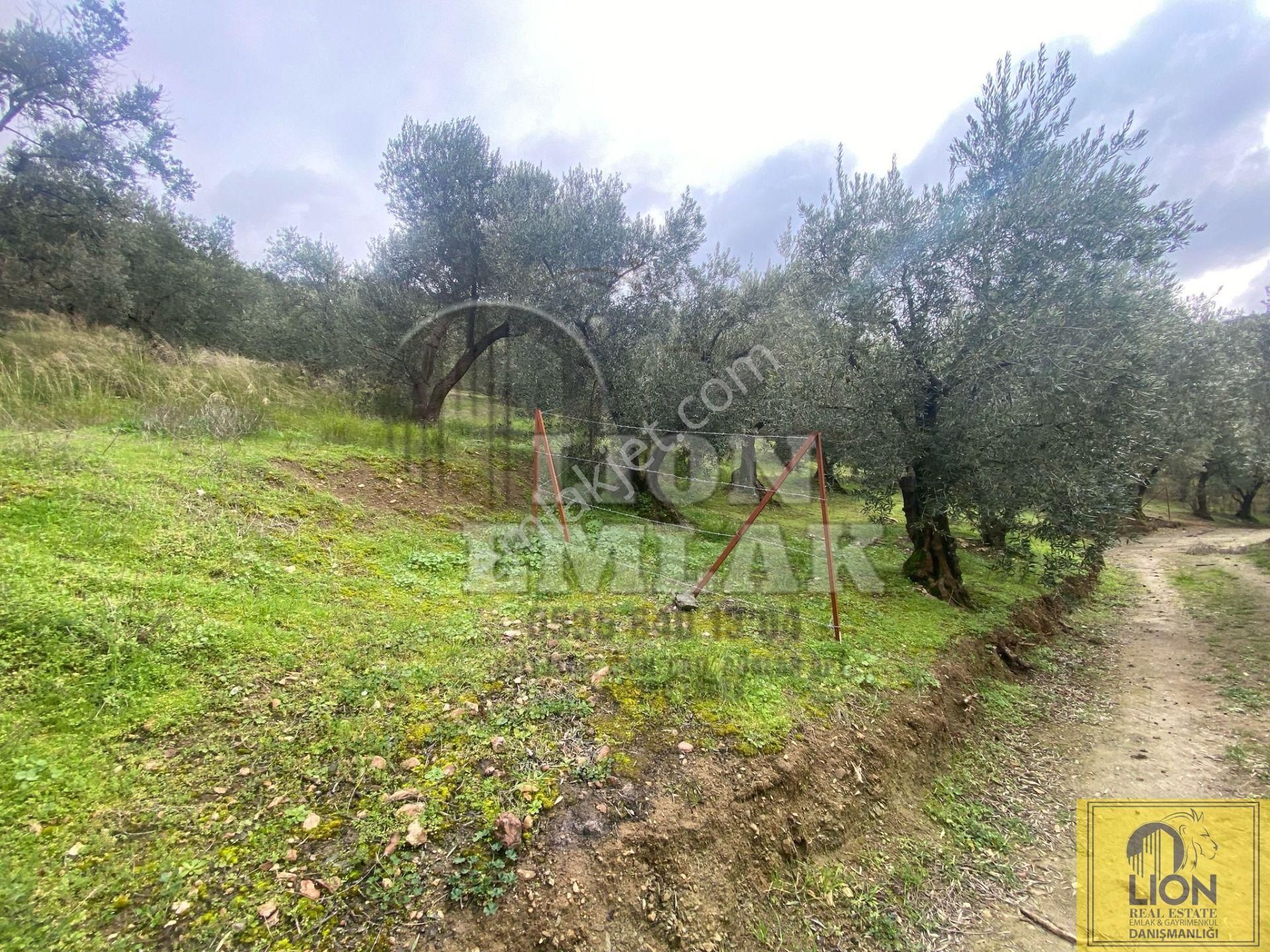 🟨⬛lıon Emlak'tan Edincik'de İçerisinde 1+1 Ev Bulunan 1.259m² Satılık Zeytinlik⬛🟨 - Görsel 18