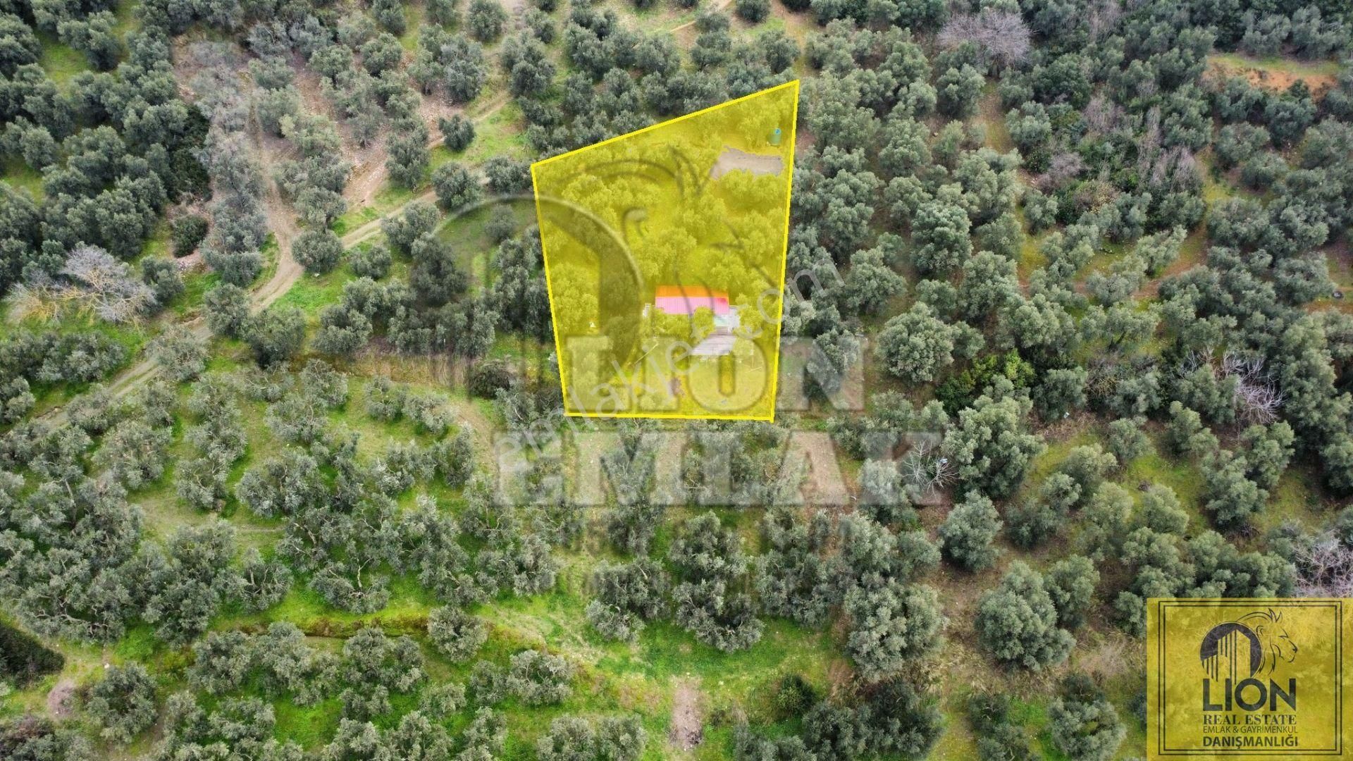 Edincik'de İçerisinde 1+1 Ev Bulunan 1.259m² Satılık Zeytinlik