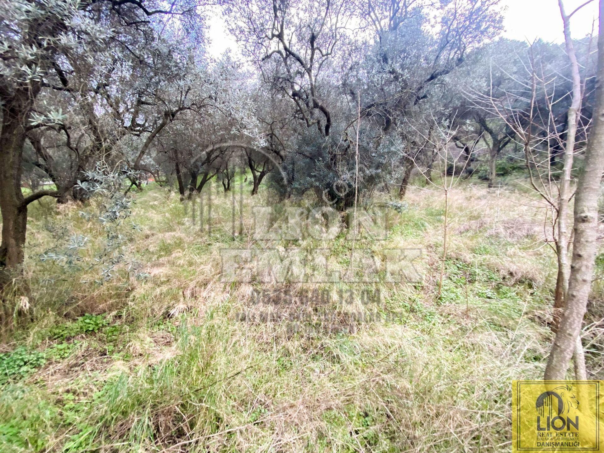 🟨⬛lıon Emlak'tan Edincik Mahallesinde Halk Plajına Yakın 2.780m² Satılık Zeytinlik⬛🟨 - Görsel 17
