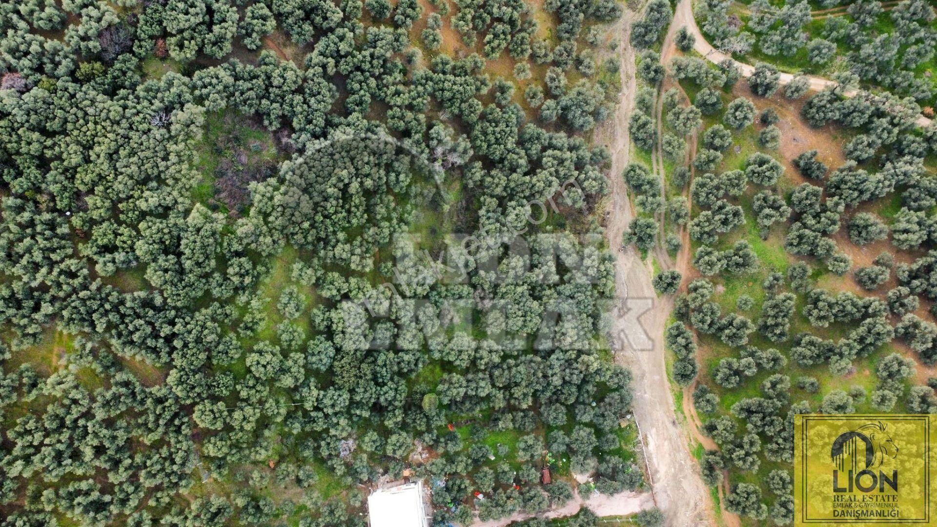 🟨⬛lıon Emlak'tan Edincik Mahallesinde Halk Plajına Yakın 2.780m² Satılık Zeytinlik⬛🟨 - Görsel 8
