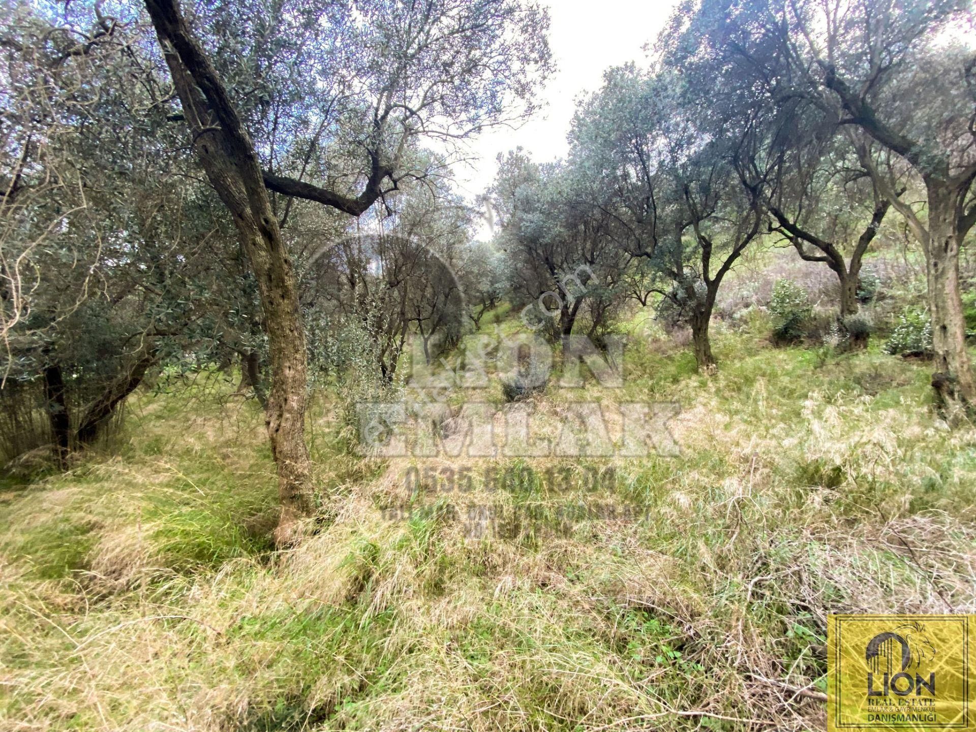 🟨⬛lıon Emlak'tan Edincik Mahallesinde Halk Plajına Yakın 2.780m² Satılık Zeytinlik⬛🟨 - Görsel 26