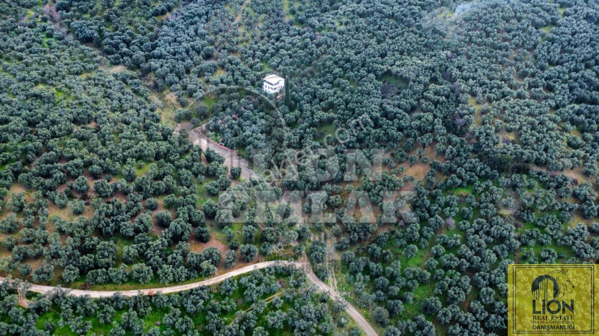 🟨⬛lıon Emlak'tan Edincik Mahallesinde Halk Plajına Yakın 2.780m² Satılık Zeytinlik⬛🟨 - Görsel 5