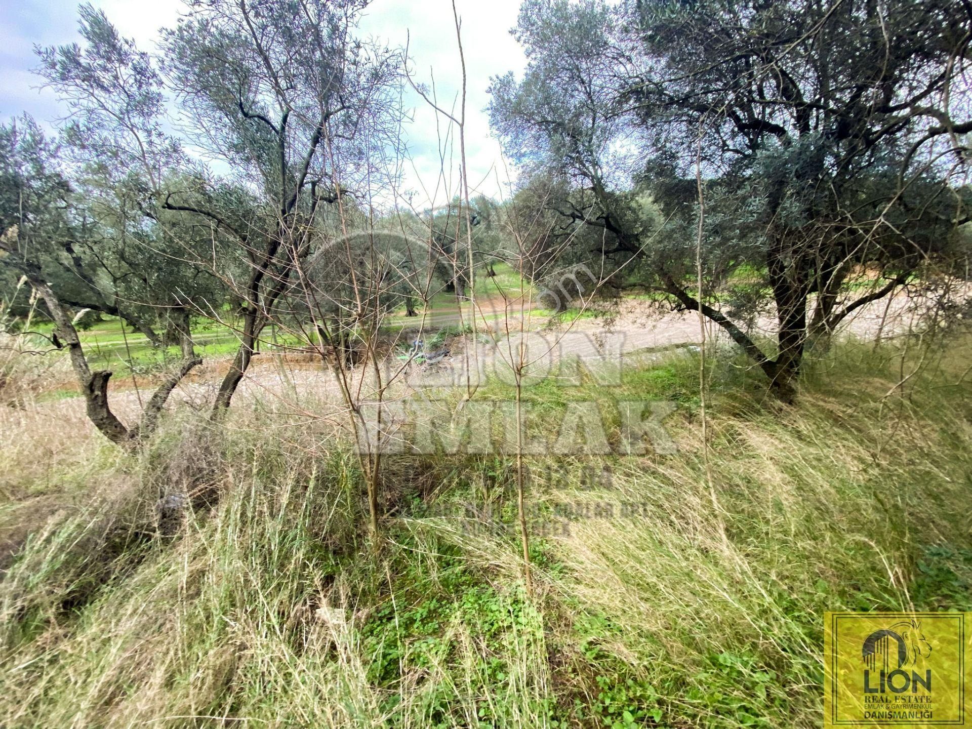 🟨⬛lıon Emlak'tan Edincik Mahallesinde Halk Plajına Yakın 2.780m² Satılık Zeytinlik⬛🟨 - Görsel 10