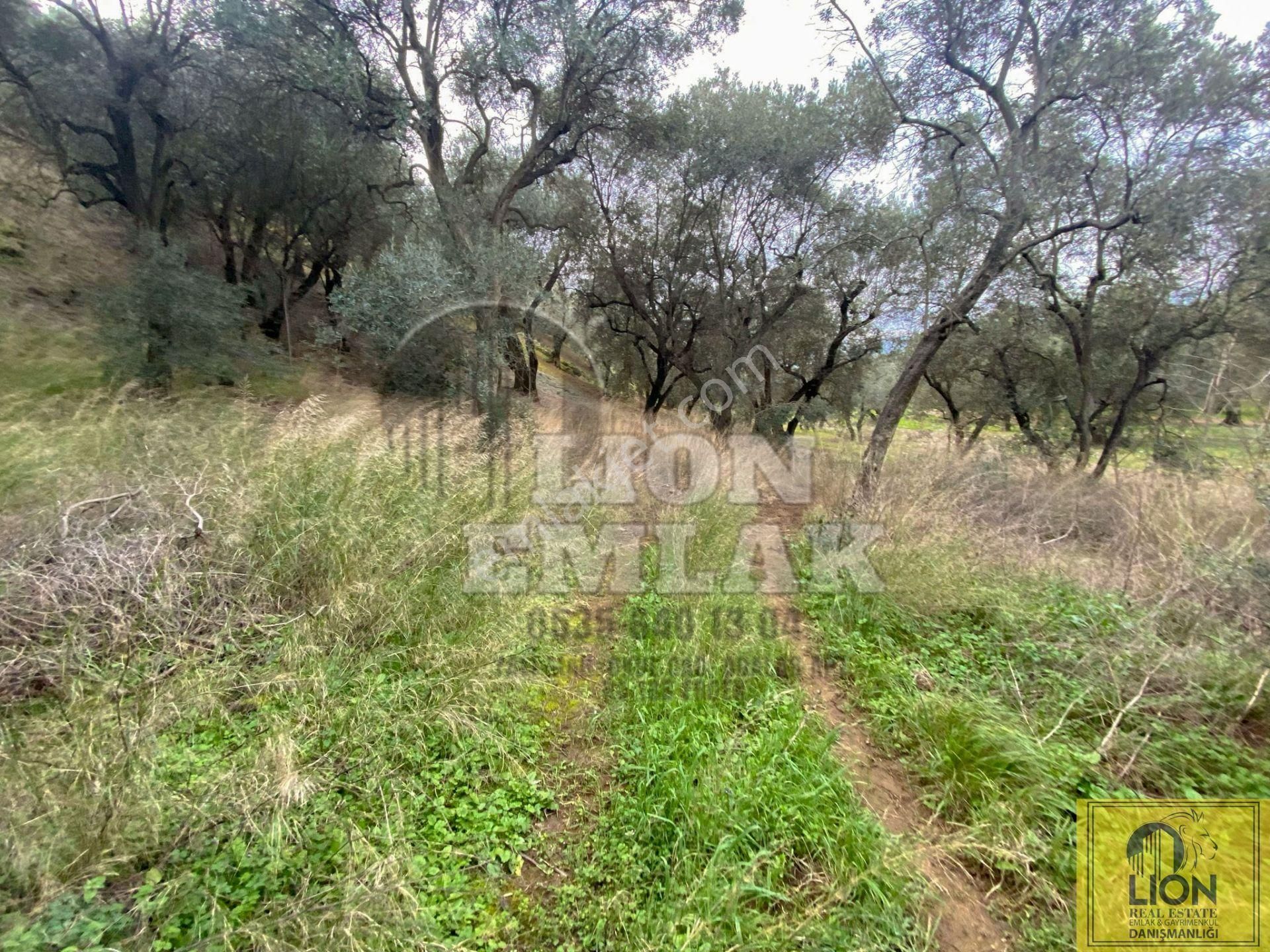 🟨⬛lıon Emlak'tan Edincik Mahallesinde Halk Plajına Yakın 2.780m² Satılık Zeytinlik⬛🟨 - Görsel 12