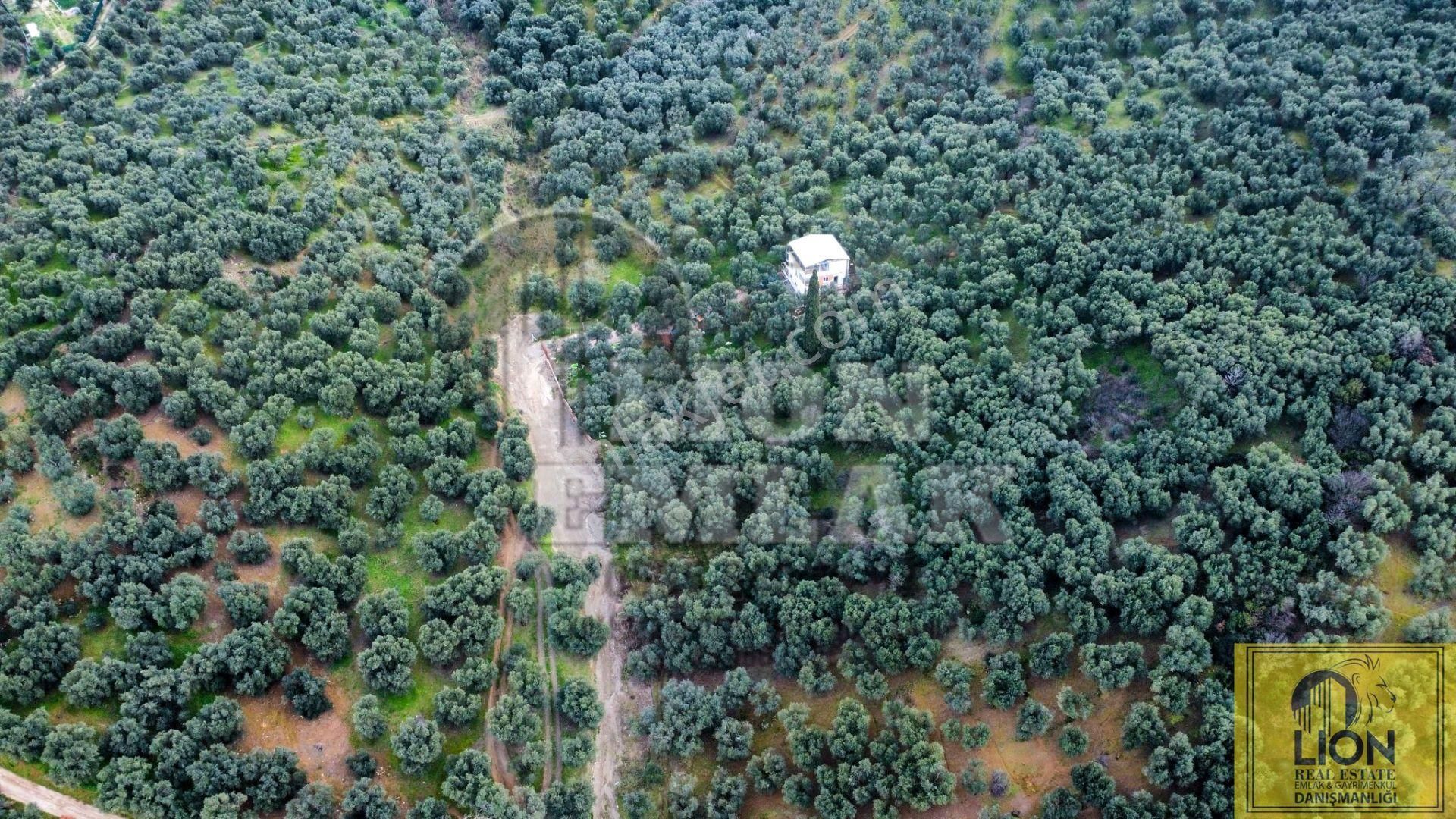 🟨⬛lıon Emlak'tan Edincik Mahallesinde Halk Plajına Yakın 2.780m² Satılık Zeytinlik⬛🟨 - Görsel 6