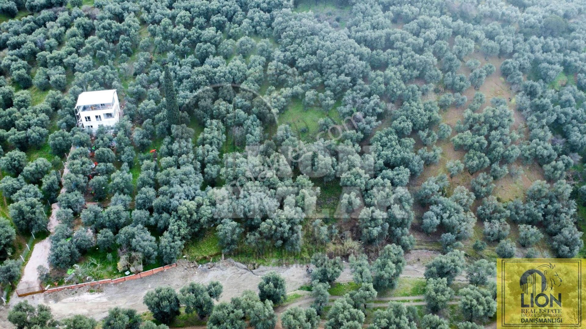 🟨⬛lıon Emlak'tan Edincik Mahallesinde Halk Plajına Yakın 2.780m² Satılık Zeytinlik⬛🟨 - Görsel 4