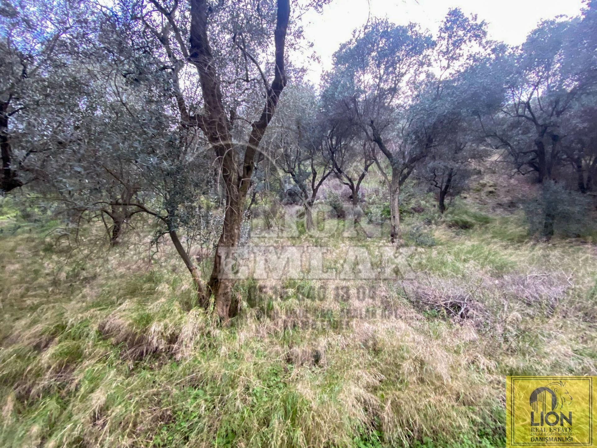 🟨⬛lıon Emlak'tan Edincik Mahallesinde Halk Plajına Yakın 2.780m² Satılık Zeytinlik⬛🟨 - Görsel 14