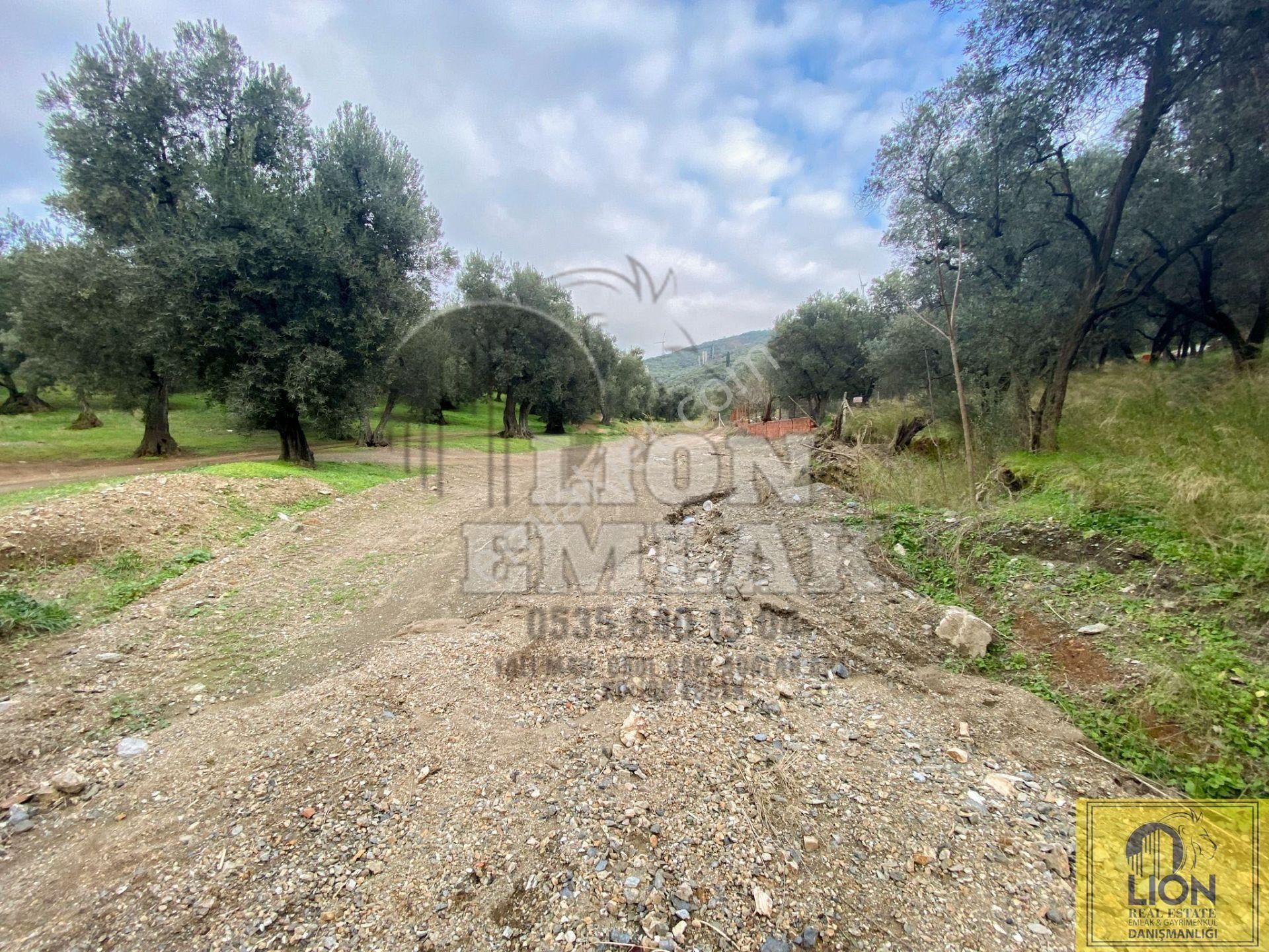 🟨⬛lıon Emlak'tan Edincik Mahallesinde Halk Plajına Yakın 2.780m² Satılık Zeytinlik⬛🟨 - Görsel 20