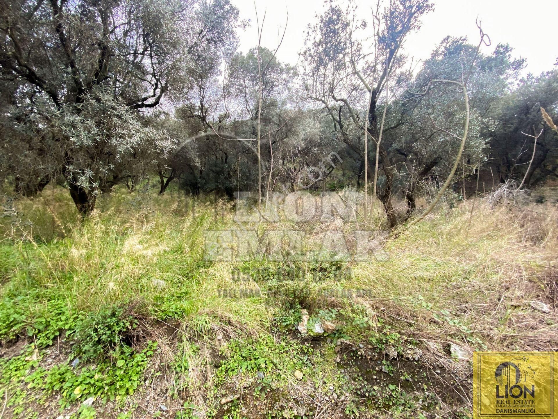 🟨⬛lıon Emlak'tan Edincik Mahallesinde Halk Plajına Yakın 2.780m² Satılık Zeytinlik⬛🟨 - Görsel 21