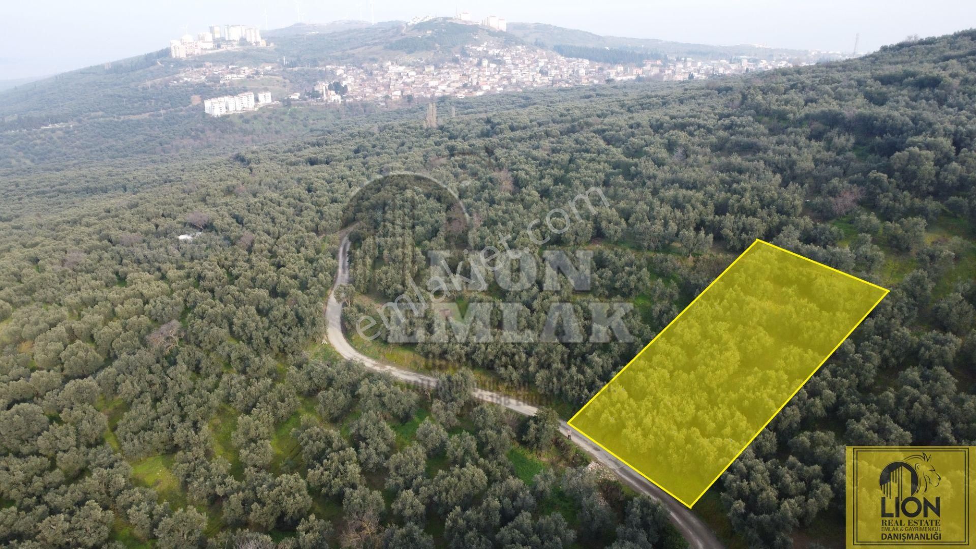 Bandırma Edincik Mahallesinde 956m² Satılık Zeytinlik