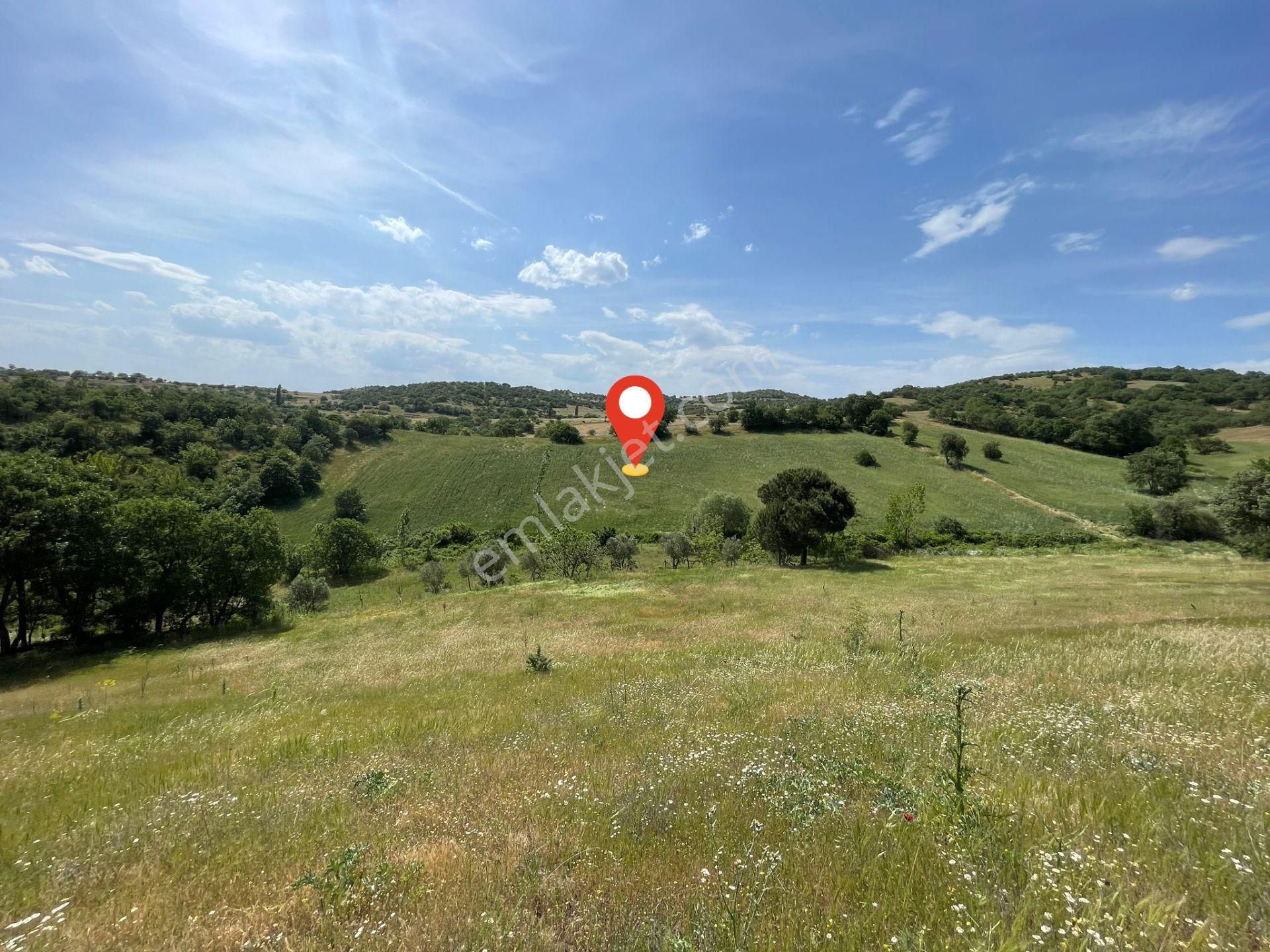 Sındırgı Çelebılerde 13,468 M2 Satılık Tarla