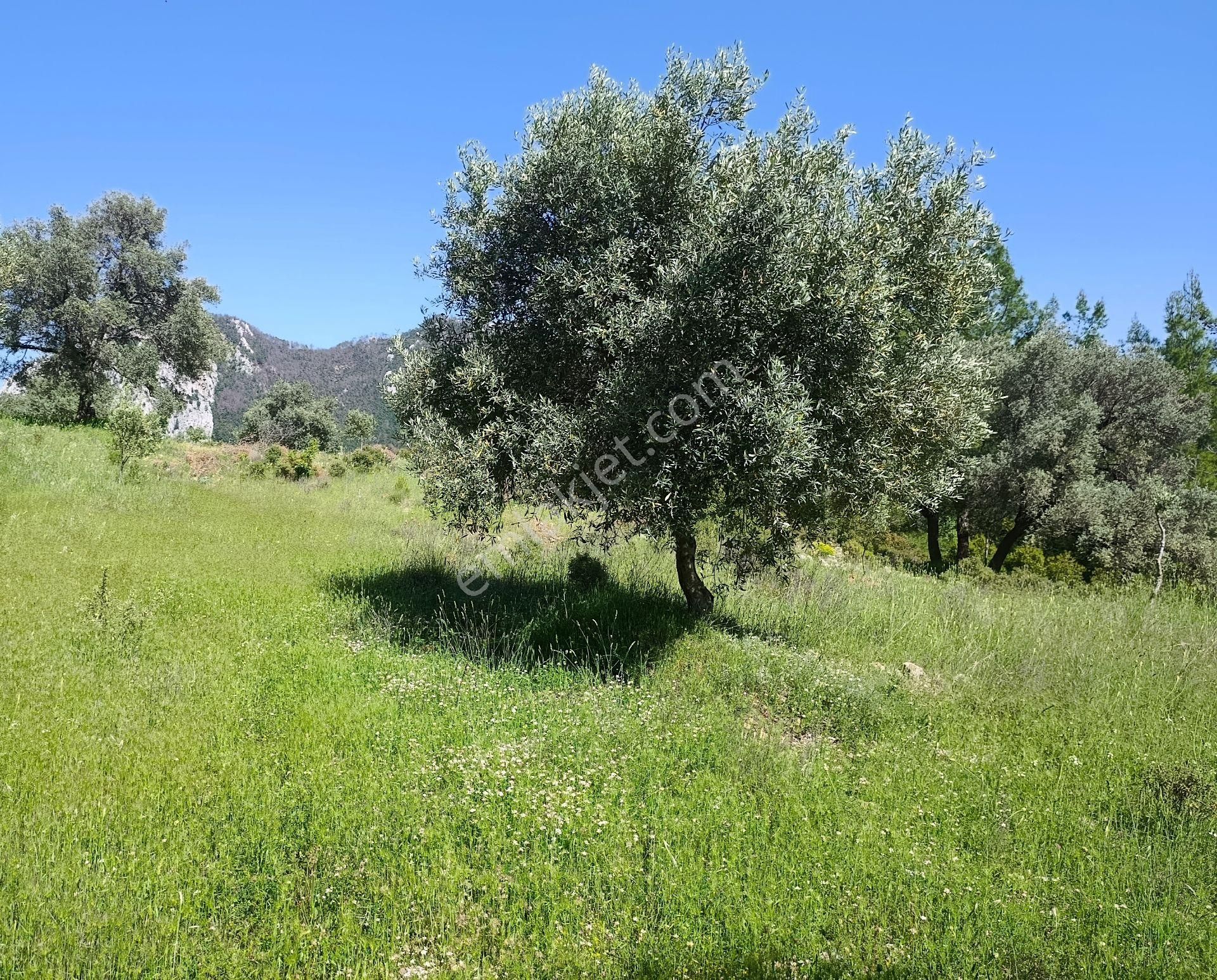 Muğla Menteşe Zeytinköyde 1374 M² Satılık Tarla