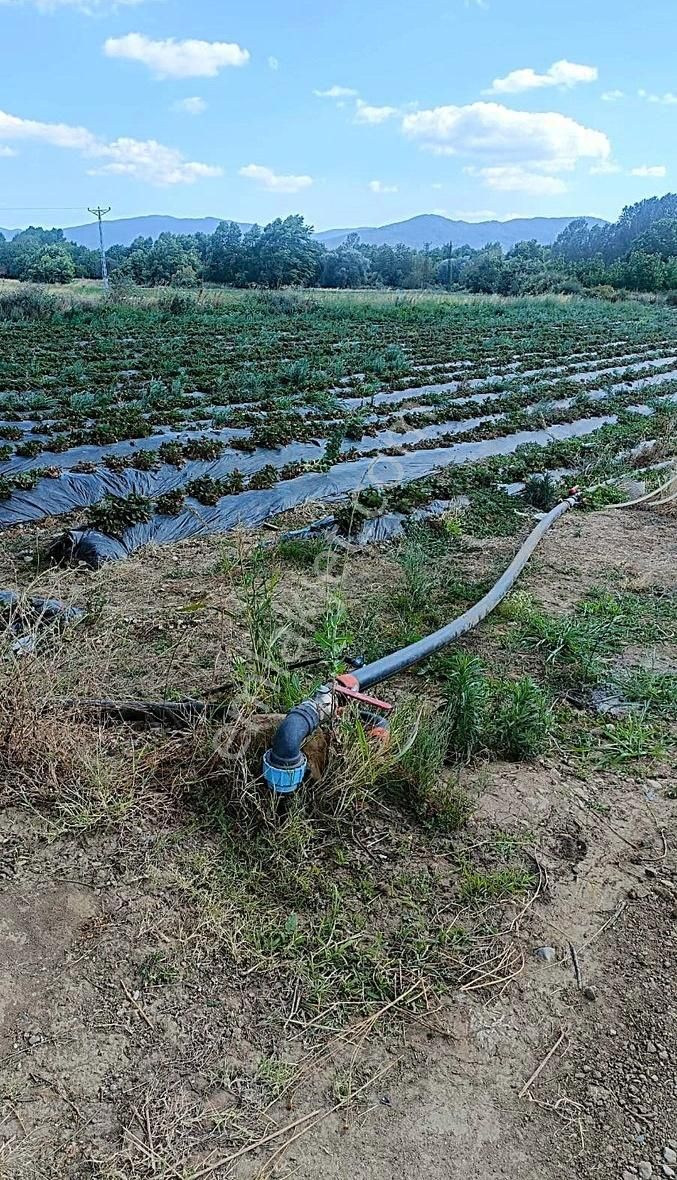 Arya'dan Kurtlar Köyünde 3300 M2 Yolu Suyu Olan Tarla