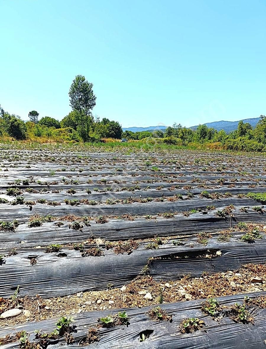 Arya'dan Kurtlar Köyünde 4700 M2 Çilek Tarlası