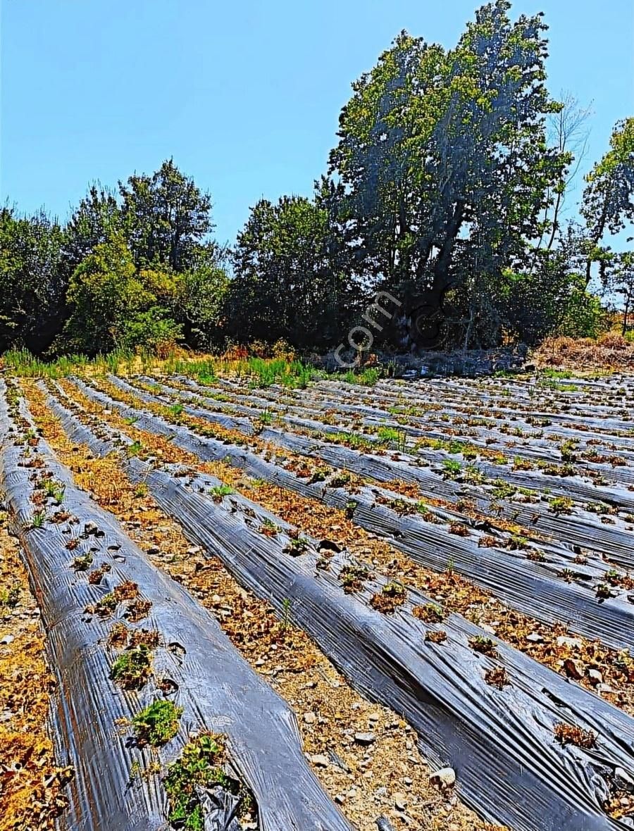 Arya'dan Çanakkale Yenice Bağlı Köyü'nde 4.700 M² Tarla